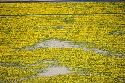Sunflowers on Leahy Road S, North Sim Corner, Waterville Plateau, Mansfield, Washington 915