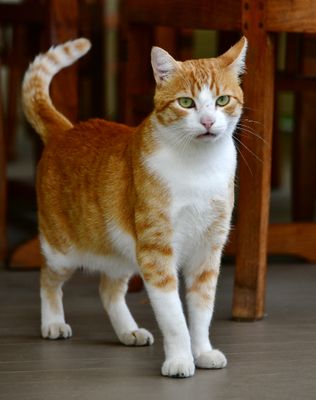 Gary the Cat, Dunstan Winery, Sonoma, California 168