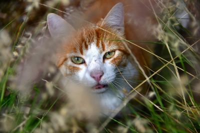 Gary the Cat, Dunstan Winery, Sonoma, California 183