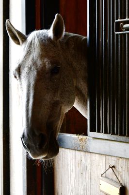Horse in Stable, Durel Vineyard, Sonoma California 205