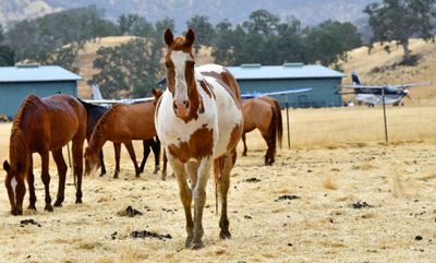 Horses and Kodiak 100 at Montgomery Creek Ranch - A Wild Horse Sanctuary, Elk Creek, California 634