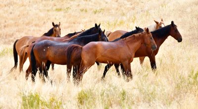 Horses at Montgomery Creek Ranch - A Wild Horse Sanctuary, Elk Creek, California 718