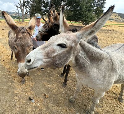 Feeding Burros 4726