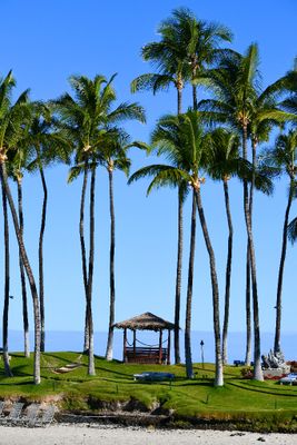Cabana and Palm Trees at Hilton Waikoloa Village, Big Island, Hawaii 199