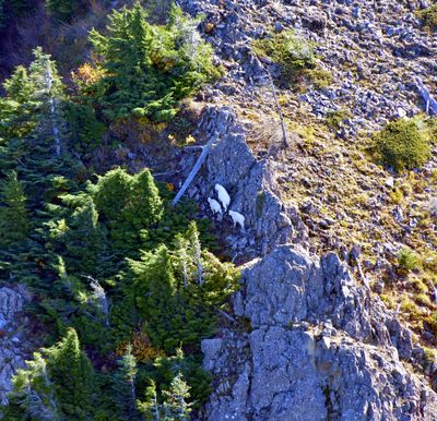 Momma Mountain Goat and her Babies on Kelly Butte, Washington 237
