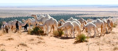 Camels in Saudi Desert, Al Ghat, Saudi Arabia 524