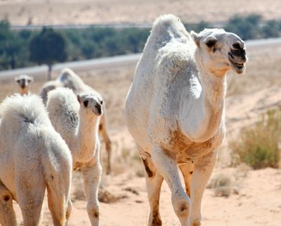 White Camels in Saudi Desert, Al Ghat, Saudi Arabia 536