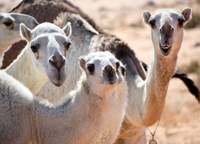 White Camels in Saudi Desert, Al Ghat, Saudi Arabia 565