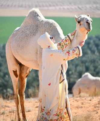 Logan and Mother Camel, Al Ghat, Saudi Desert, Saudi Arabia 591