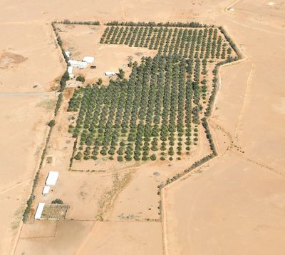 Large Dates Farm by Juwai Saudi Arabia 865