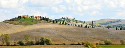 Large Farms and Cypress Trees in Tuscany, Asciano, Italy 342a
