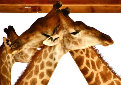 Nofa Wildlife Park, Giraffes, Saudi Arabia 3212