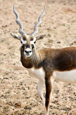 Nofa Wildlife Park, Blackbuck, Tibrak Saudi Arabia 3115