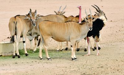 Nofa Wildlife Park, Eland, Tibrak Saudi Arabia 3102