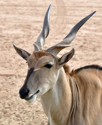 Nofa Wildlife Park, Eland, Tibrak Saudi Arabia 3137