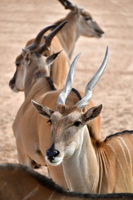 Nofa Wildlife Park, Eland, Tibrak Saudi Arabia 3142