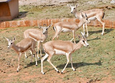 Nofa Wildlife Park, Fhim Gazelle, Tibrak Saudi Arabia 2731