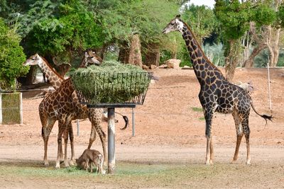 Nofa Wildlife Park, Giraffes, Saudi Arabia 3171