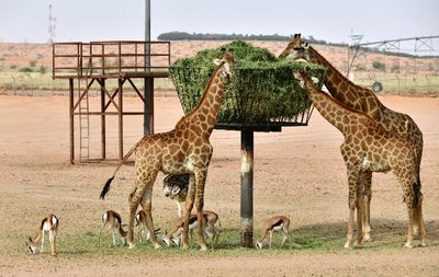 Nofa Wildlife Park, Giraffes, Saudi Arabia 3178