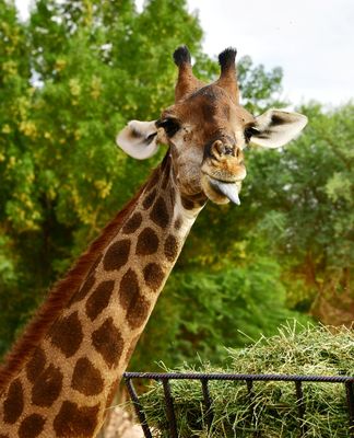 Nofa Wildlife Park, Giraffes, Saudi Arabia 3182