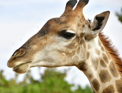 Nofa Wildlife Park, Giraffes, Saudi Arabia 3186