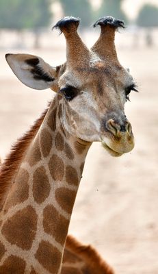 Nofa Wildlife Park, Giraffes, Saudi Arabia 3228