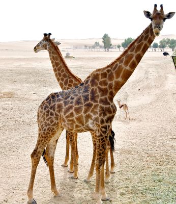 Nofa Wildlife Park, Giraffes, Saudi Arabia 3241