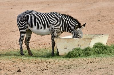 Nofa Wildlife Park, Grevy's Zebra, Tibrak Saudi Arabia 3154