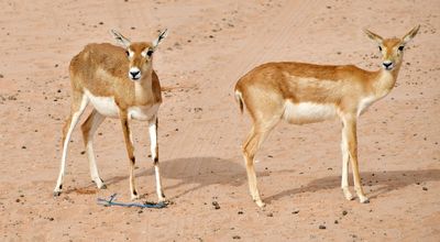 Nofa Wildlife Park, Impala, Tibrak Saudi Arabia 3079