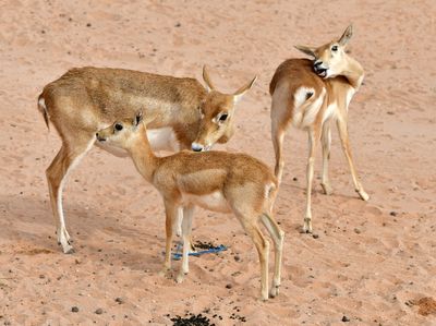 Nofa Wildlife Park, Impala, Tibrak Saudi Arabia 3092