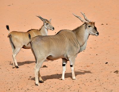 Nofa Wildlife Park, Kudu antelope, Tibrak Saudi Arabia 2680
