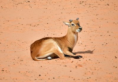 Nofa Wildlife Park, Kudu antelope, Tibrak Saudi Arabia 2683