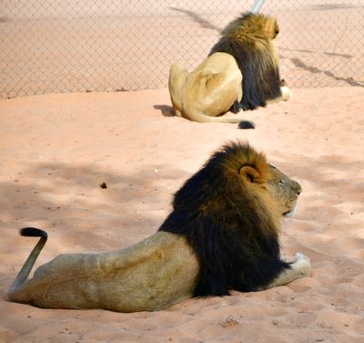 Nofa Wildlife Park, Lion, Tibrak Saudi Arabia 2827