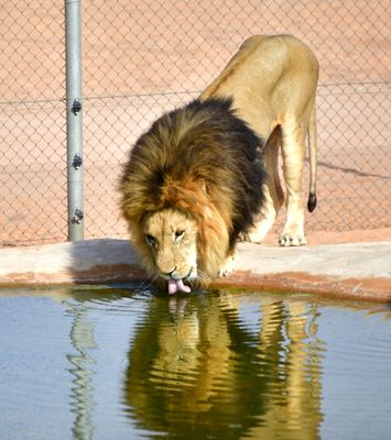 Nofa Wildlife Park, Lion, Tibrak Saudi Arabia 2840