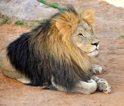 Nofa Wildlife Park, Lion, Tibrak Saudi Arabia 2861
