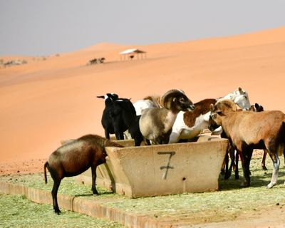 Nofa Wildlife Park, Mouflon Sheep, Tibrak Saudi Arabia 2696