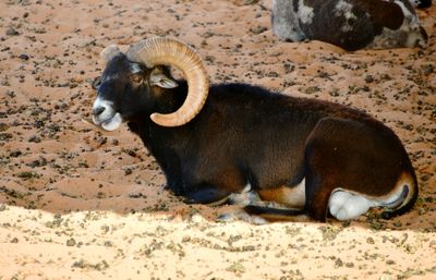 Nofa Wildlife Park, Mouflon Sheep, Tibrak Saudi Arabia 2705