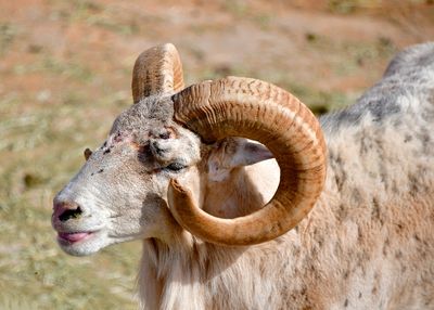 Nofa Wildlife Park, Mouflon Sheep, Tibrak Saudi Arabia 2708