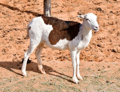 Nofa Wildlife Park, Mouflon Sheep, Tibrak Saudi Arabia 2710