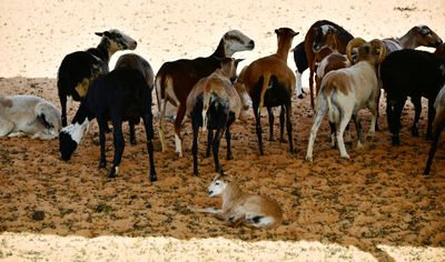 Nofa Wildlife Park, Mouflon Sheep, Tibrak Saudi Arabia 2711