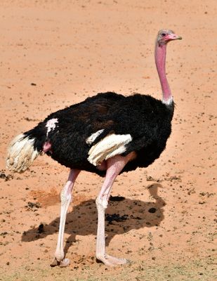 Nofa Wildlife Park, Ostrich, Tibrak Saudi Arabia 2686