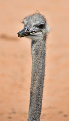 Nofa Wildlife Park, Ostrich, Tibrak Saudi Arabia 2757