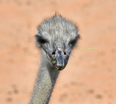 Nofa Wildlife Park, Ostrich, Tibrak Saudi Arabia 2758