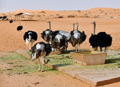 Nofa Wildlife Park, Ostriches, Tibrak Saudi Arabia 2747
