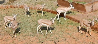 Nofa Wildlife Park, Rhim Gazelle, Tibrak Saudi Arabia 2733