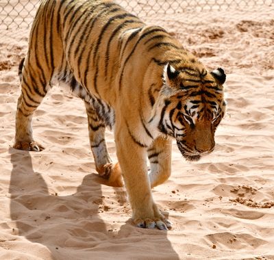 Nofa Wildlife Park, Royal Bengal Tiger, Tibrak Saudi Arabia 2872