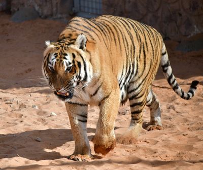 Nofa Wildlife Park, Royal Bengal Tiger, Tibrak Saudi Arabia 2882