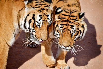 Nofa Wildlife Park, Royal Bengal Tiger, Tibrak Saudi Arabia 2911