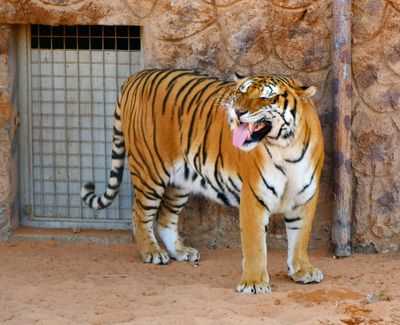 Nofa Wildlife Park, Royal Bengal Tiger, Tibrak Saudi Arabia 2920