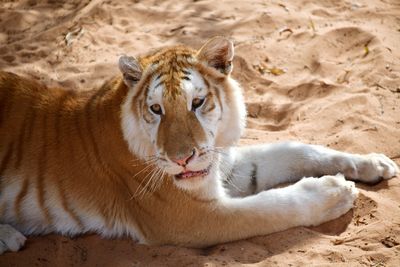 Nofa Wildlife Park, Royal Bengal Tiger, Tibrak Saudi Arabia 2947